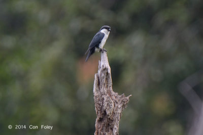 Falconet, Philippine @ PICOP