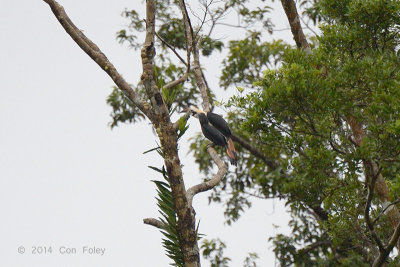Hornbill, Mindanao Tarictic (pair) @ PICOP