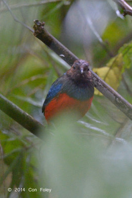 Pitta, Red-bellied @ PICOP