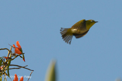 White-eye, Everett's @ Mt. Apo