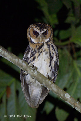 Owl, Giant Scops @ Eden Resort