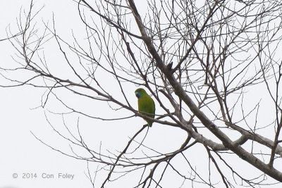 Guaiabero (male) @ PICOP