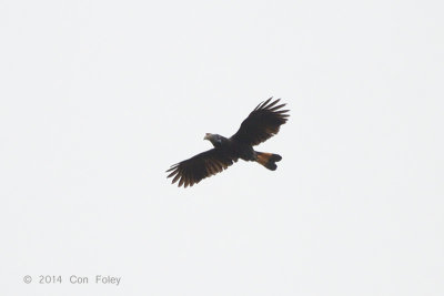 Hornbill, Mindanao Tarictic (female) @ PICOP