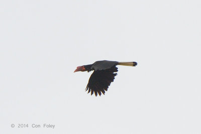 Hornbill, Writhed (female) @ PICOP
