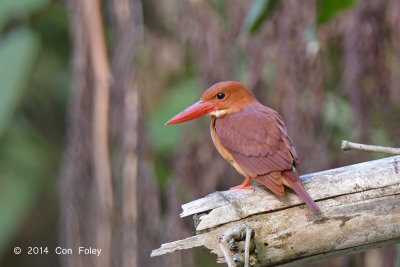 Kingfisher Ruddy @ Eden Resort