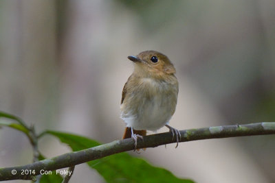 Flycatcher, Cryptic @ Eden Resort