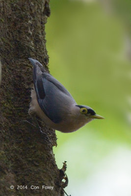 Nuthatch, Sulphur-billed @ Eden Resort