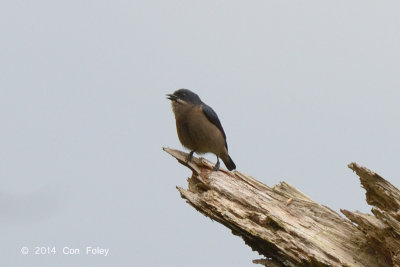 Flowerpecker, Whiskered @ Mt. Talomo