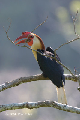 Hornbill, Writhed (male) @ Mt Apo