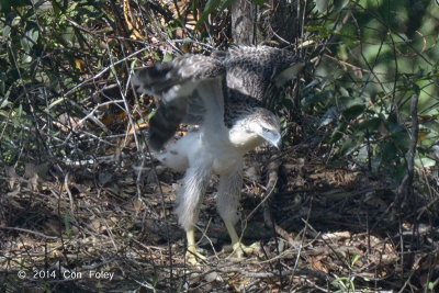 Eagle, Philippine (juvenile) @ Mt Apo