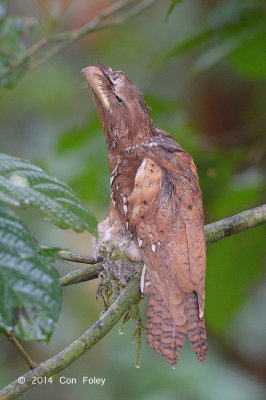 Frogmouth, Philippine @ PICOP