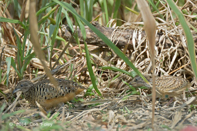 Buttonquail, Barred (male +chick) @ Halus