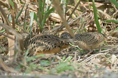 Buttonquail, Barred (male + chick) @ Halus