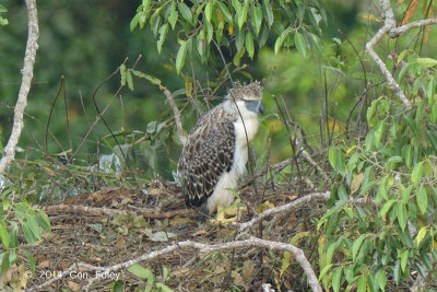 Eagle, Philippine (juvenile) @ Mt Apo