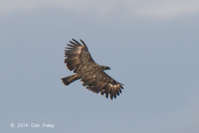 Eagle, Philippine (adult) @ Mt Apo