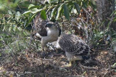 Eagle, Philippine (juvenile & adult) @ Mt Apo