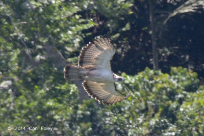 Eagle, Philippine (adult) @ Mt Apo