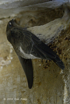 Swiftlet, Edible-Nest (nestling)