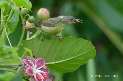 Sunbird, Brown-throated (female) @ Golf Link