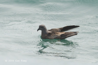 Petrel, Swinhoe's Storm @ Straits of Singapore