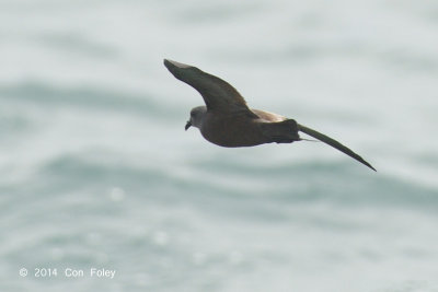 Petrel, Swinhoe's Storm @ Straits of Singapore