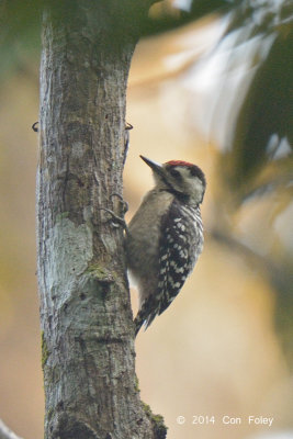 Woodpecker, Fulvous-breasted @ Carita