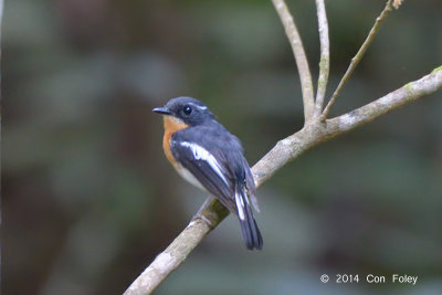 Flycatcher, Rufous-chested (male)