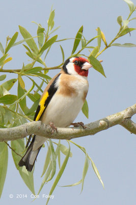 Goldfinch, European @ Neusiedl