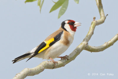Goldfinch, European