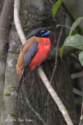 Trogon, Cinnamon-rumped (male)