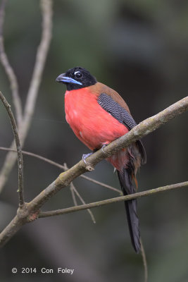 Trogon, Cinnamon-rumped (male)