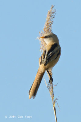 Tit, Bearded (juv) @ Neusiedl