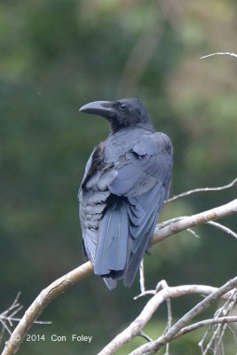 Crow, Large-billed @ Merapoh