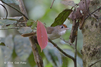 Babbler, Scaly-crowned @ Merapoh