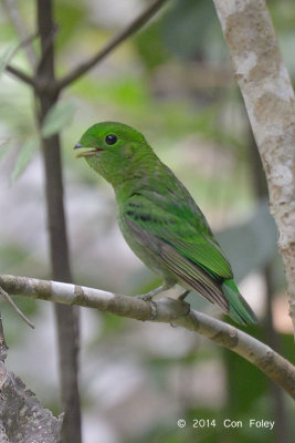 Broadbill, Green (juv) @ Merapoh