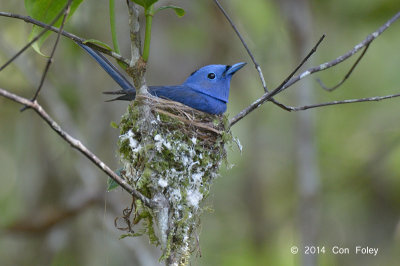 Monarch, Black-naped (male) @ Merapoh