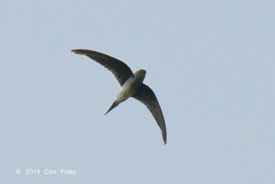 Treeswift, Grey-rumped @ Merapoh