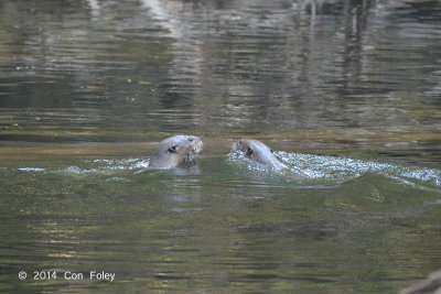 Otter, Smooth-coated @ Sungai Relau