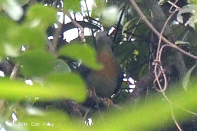 Pigeon, Large Green (male) @ Kuala Koh