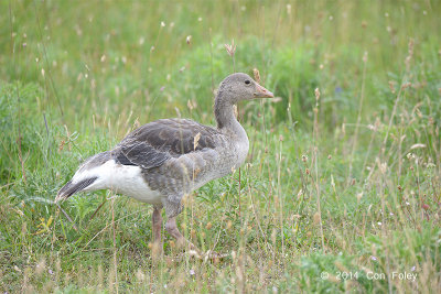 Goose, Greylag @ Neusiedl, Austria