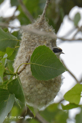 Tit, Penduline @ Neusiedl, Austria