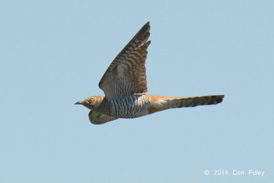 Cuckoo, Common (hepatic morph female) @ Neusiedl, Hungary