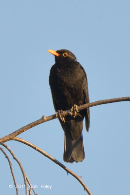 Blackbird @ Neusiedl, Hungary