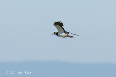 Lapwing @ Neusiedl, Hungary