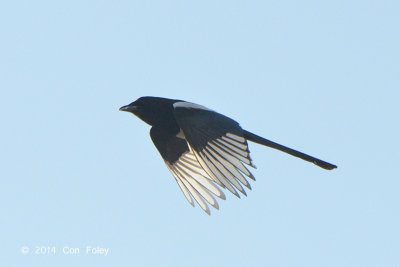 Magpie @ Hungary