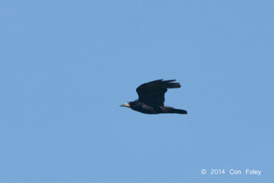 Rook @ Hungary