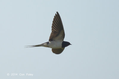 Swallow, Barn @ Hungary