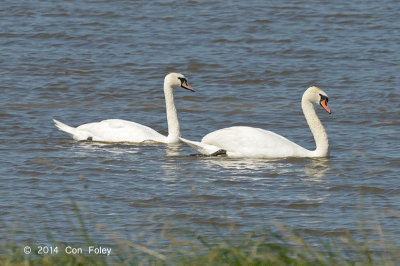 Swan, Mute @ Neusiedl, Hungary