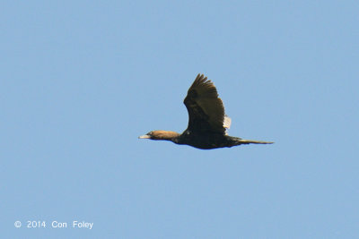 Cormorant, Pygmy @ Hungary