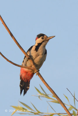 Woodpecker, Syrian (male) @ Neusiedl, Hungary